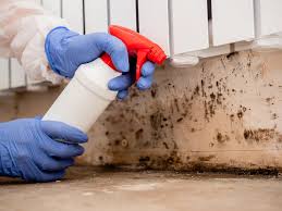 Why You Should Choose Our Mold Remediation Services in Pigeon Forge, TN